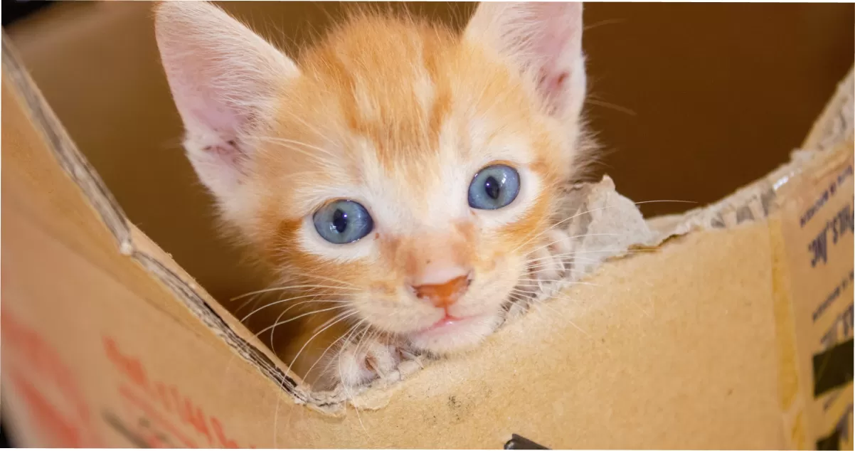 PETSoc leads low-cost spay, neuter and free anti-rabies drive