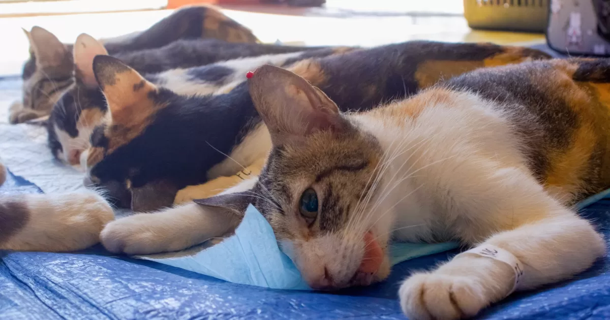 PETSoc leads low-cost spay, neuter and free anti-rabies drive